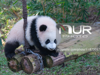 Giant panda cub Qisanmei plays at Chongqing Zoo in Chongqing, China, on December 15, 2024. (