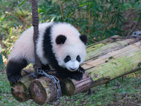 Giant panda cub Qisanmei plays at Chongqing Zoo in Chongqing, China, on December 15, 2024. (