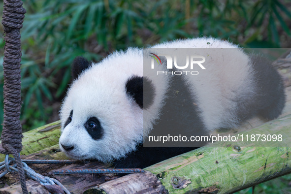 Giant panda cub Qisanmei plays at Chongqing Zoo in Chongqing, China, on December 15, 2024. 