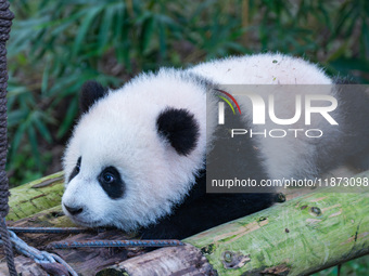 Giant panda cub Qisanmei plays at Chongqing Zoo in Chongqing, China, on December 15, 2024. (