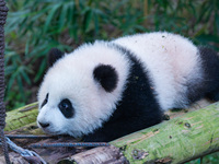 Giant panda cub Qisanmei plays at Chongqing Zoo in Chongqing, China, on December 15, 2024. (