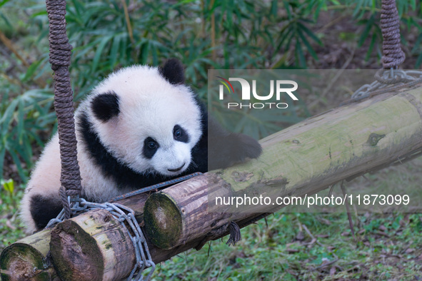 Giant panda cub Qisanmei plays at Chongqing Zoo in Chongqing, China, on December 15, 2024. 