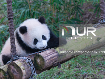 Giant panda cub Qisanmei plays at Chongqing Zoo in Chongqing, China, on December 15, 2024. (