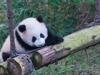 Giant panda cub Qisanmei plays at Chongqing Zoo in Chongqing, China, on December 15, 2024. (