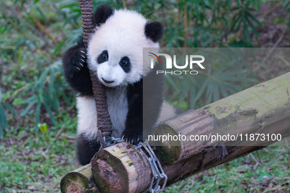 Giant panda cub Qisanmei plays at Chongqing Zoo in Chongqing, China, on December 15, 2024. 