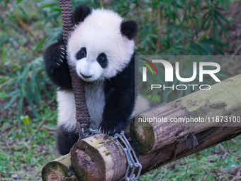 Giant panda cub Qisanmei plays at Chongqing Zoo in Chongqing, China, on December 15, 2024. (