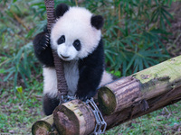 Giant panda cub Qisanmei plays at Chongqing Zoo in Chongqing, China, on December 15, 2024. (