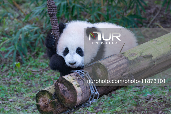 Giant panda cub Qisanmei plays at Chongqing Zoo in Chongqing, China, on December 15, 2024. 