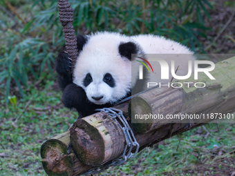 Giant panda cub Qisanmei plays at Chongqing Zoo in Chongqing, China, on December 15, 2024. (