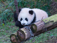 Giant panda cub Qisanmei plays at Chongqing Zoo in Chongqing, China, on December 15, 2024. (