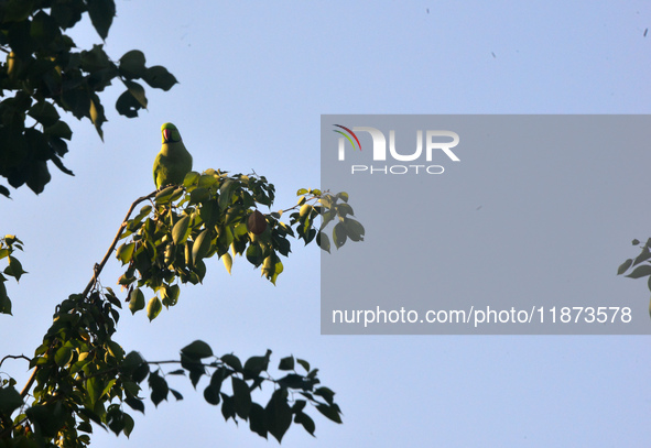 A parrot sits on a branch in Siliguri, India, on December 16, 2024. 