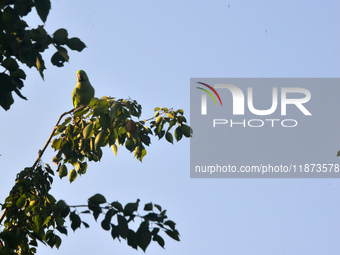 A parrot sits on a branch in Siliguri, India, on December 16, 2024. (