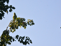 A parrot sits on a branch in Siliguri, India, on December 16, 2024. (