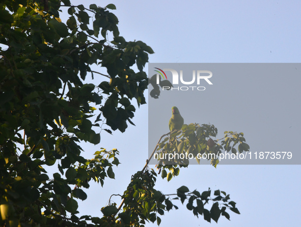 A parrot sits on a branch in Siliguri, India, on December 16, 2024. 