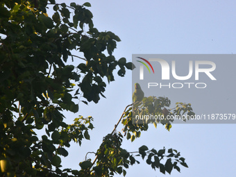 A parrot sits on a branch in Siliguri, India, on December 16, 2024. (