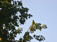 A parrot sits on a branch in Siliguri, India, on December 16, 2024. (