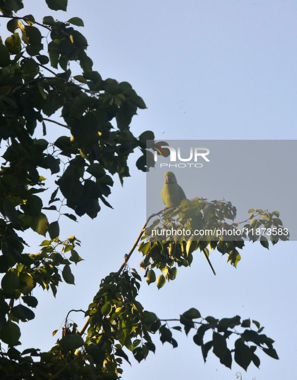 A parrot sits on a branch in Siliguri, India, on December 16, 2024. 