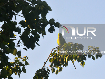 A parrot sits on a branch in Siliguri, India, on December 16, 2024. (