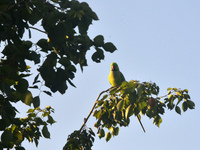 A parrot sits on a branch in Siliguri, India, on December 16, 2024. (