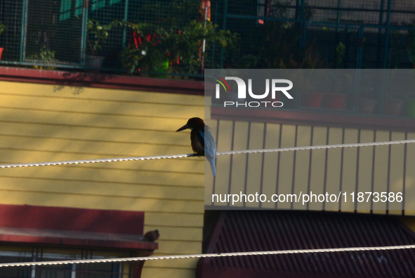 A Common Kingfisher bird sits on an electric cable in Siliguri, India, on December 16, 2024. 