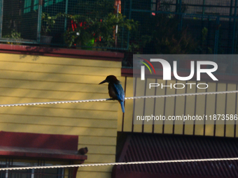 A Common Kingfisher bird sits on an electric cable in Siliguri, India, on December 16, 2024. (