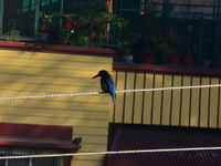 A Common Kingfisher bird sits on an electric cable in Siliguri, India, on December 16, 2024. (