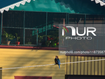 A Common Kingfisher bird sits on an electric cable in Siliguri, India, on December 16, 2024. (