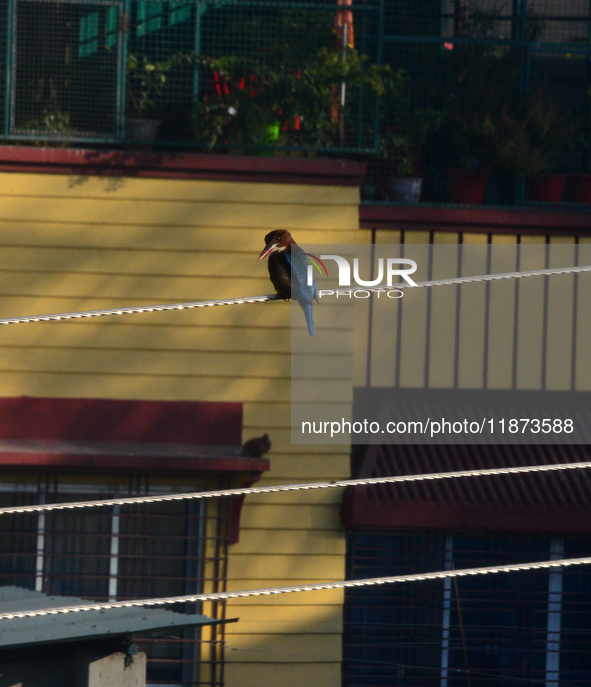 A Common Kingfisher bird sits on an electric cable in Siliguri, India, on December 16, 2024. 