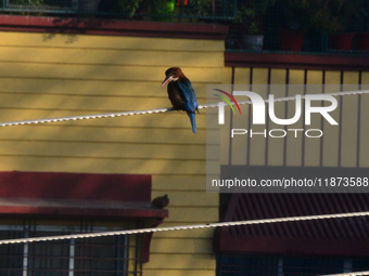 A Common Kingfisher bird sits on an electric cable in Siliguri, India, on December 16, 2024. (