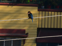 A Common Kingfisher bird sits on an electric cable in Siliguri, India, on December 16, 2024. (