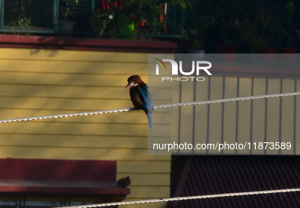 A Common Kingfisher bird sits on an electric cable in Siliguri, India, on December 16, 2024. 