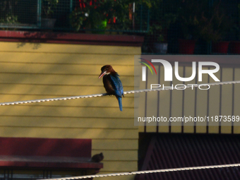 A Common Kingfisher bird sits on an electric cable in Siliguri, India, on December 16, 2024. (