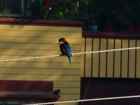 A Common Kingfisher bird sits on an electric cable in Siliguri, India, on December 16, 2024. (