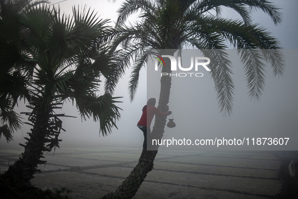 A worker collects juice from a date palm tree to produce date jaggery in Magura, Bangladesh, on December 16, 2024. The production of date ja...