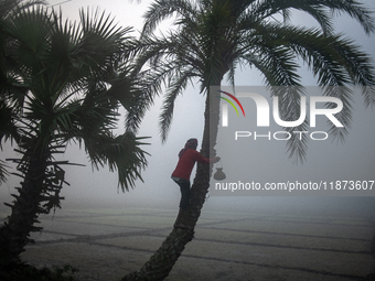 A worker collects juice from a date palm tree to produce date jaggery in Magura, Bangladesh, on December 16, 2024. The production of date ja...