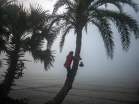 A worker collects juice from a date palm tree to produce date jaggery in Magura, Bangladesh, on December 16, 2024. The production of date ja...