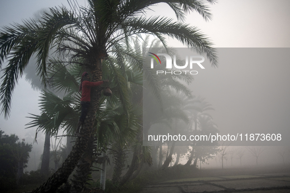 A worker collects juice from a date palm tree to produce date jaggery in Magura, Bangladesh, on December 16, 2024. The production of date ja...