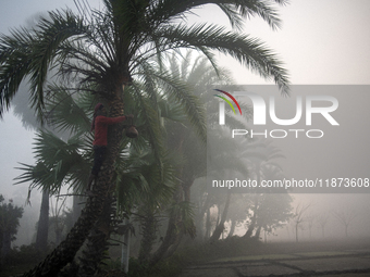 A worker collects juice from a date palm tree to produce date jaggery in Magura, Bangladesh, on December 16, 2024. The production of date ja...