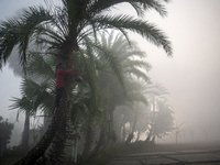 A worker collects juice from a date palm tree to produce date jaggery in Magura, Bangladesh, on December 16, 2024. The production of date ja...