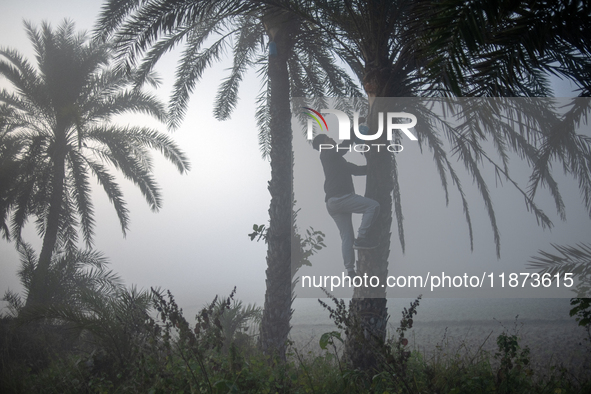 A worker collects juice from a date palm tree to produce date jaggery in Magura, Bangladesh, on December 16, 2024. The production of date ja...