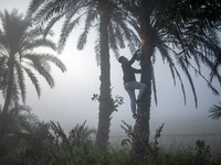 A worker collects juice from a date palm tree to produce date jaggery in Magura, Bangladesh, on December 16, 2024. The production of date ja...