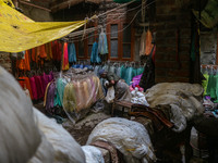 Farooq Ahmad arranges threads inside a dyeing center in Srinagar, Jammu and Kashmir, on December 16, 2024. Kashmiris dye fabric and threads...