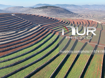 Stacked rice terraces formed by barren mountains are seen in Zaozhuang, China, on December 15, 2024. (