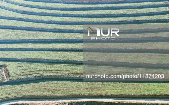 Stacked rice terraces formed by barren mountains are seen in Zaozhuang, China, on December 15, 2024. 