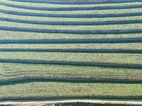 Stacked rice terraces formed by barren mountains are seen in Zaozhuang, China, on December 15, 2024. (