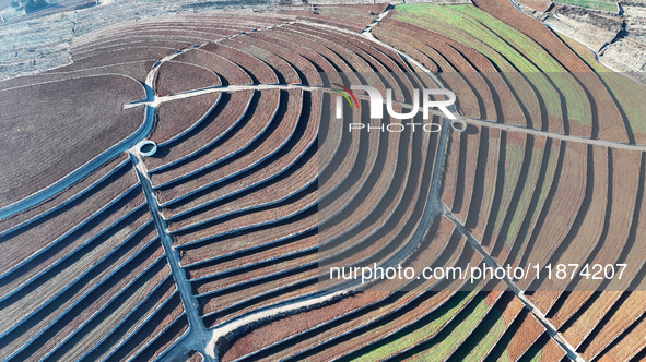 Stacked rice terraces formed by barren mountains are seen in Zaozhuang, China, on December 15, 2024. 