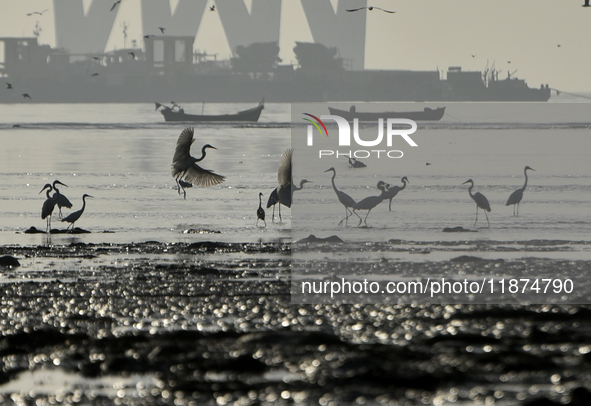 A flock of flamingos is seen near a sea beach in Mumbai, India, on December 16, 2024. 