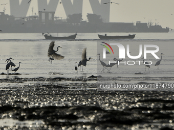 A flock of flamingos is seen near a sea beach in Mumbai, India, on December 16, 2024. (