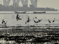 A flock of flamingos is seen near a sea beach in Mumbai, India, on December 16, 2024. (