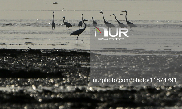 A flock of flamingos is seen near a sea beach in Mumbai, India, on December 16, 2024. 